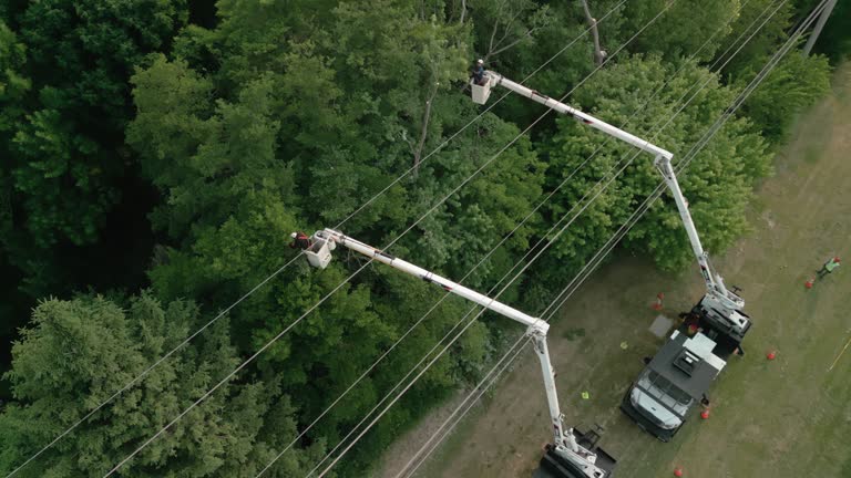 Best Palm Tree Trimming  in West Plains, MO